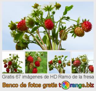 Banco de imagen tOrange ofrece fotos gratis de la sección:  ramo-de-la-fresa