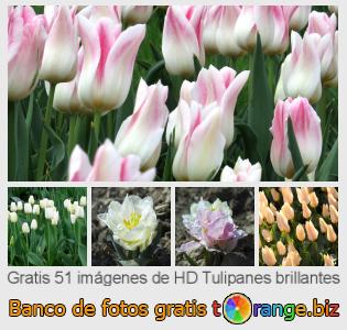 Banco de imagen tOrange ofrece fotos gratis de la sección:  tulipanes-brillantes