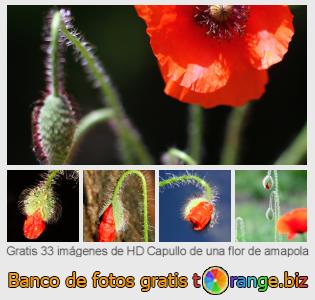 Banco de imagen tOrange ofrece fotos gratis de la sección:  capullo-de-una-flor-de-amapola
