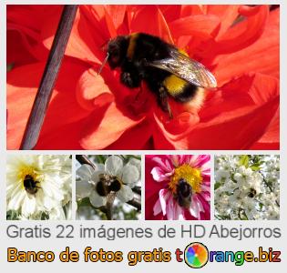 Banco de imagen tOrange ofrece fotos gratis de la sección:  abejorros