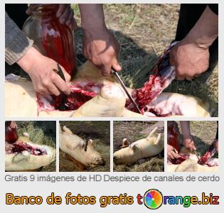 Banco de imagen tOrange ofrece fotos gratis de la sección:  despiece-de-canales-de-cerdo