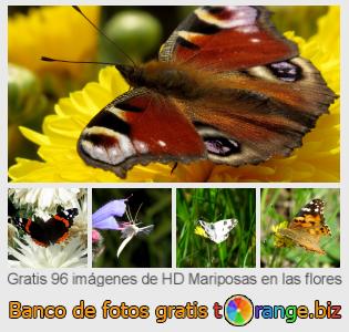 Banco de imagen tOrange ofrece fotos gratis de la sección:  mariposas-en-las-flores