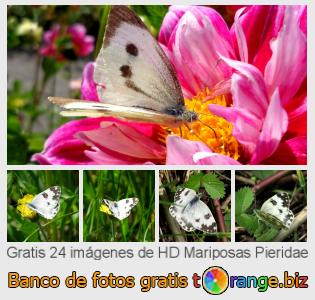 Banco de imagen tOrange ofrece fotos gratis de la sección:  mariposas-pieridae