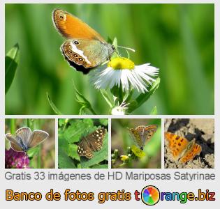 Banco de imagen tOrange ofrece fotos gratis de la sección:  mariposas-satyrinae