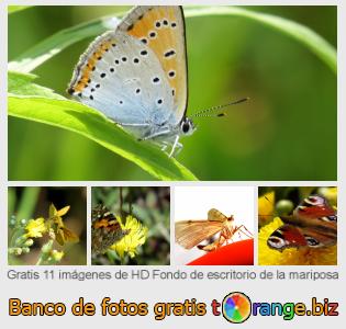 Banco de imagen tOrange ofrece fotos gratis de la sección:  fondo-de-escritorio-de-la-mariposa