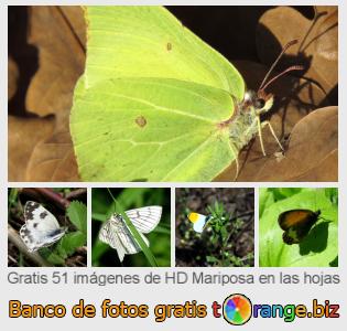 Banco de imagen tOrange ofrece fotos gratis de la sección:  mariposa-en-las-hojas