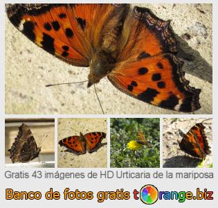 Banco de imagen tOrange ofrece fotos gratis de la sección:  urticaria-de-la-mariposa