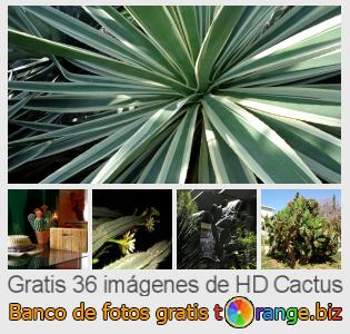 Banco de imagen tOrange ofrece fotos gratis de la sección:  cactus