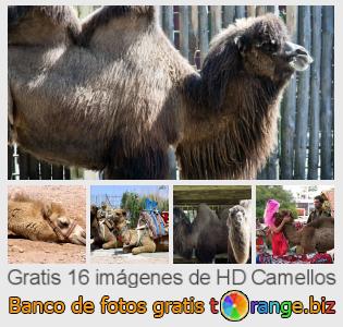 Banco de imagen tOrange ofrece fotos gratis de la sección:  camellos