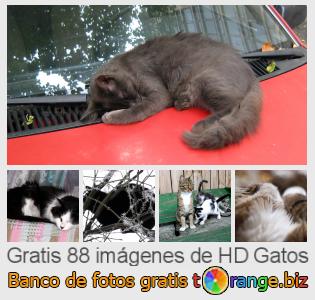 Banco de imagen tOrange ofrece fotos gratis de la sección:  gatos