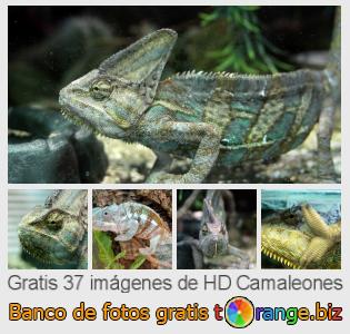 Banco de imagen tOrange ofrece fotos gratis de la sección:  camaleones