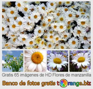 Banco de imagen tOrange ofrece fotos gratis de la sección:  flores-de-manzanilla