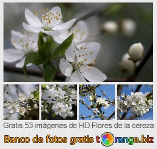 Banco de imagen tOrange ofrece fotos gratis de la sección:  flores-de-la-cereza