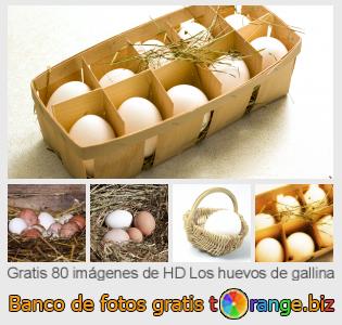 Banco de imagen tOrange ofrece fotos gratis de la sección:  los-huevos-de-gallina