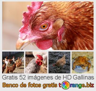Banco de imagen tOrange ofrece fotos gratis de la sección:  gallinas