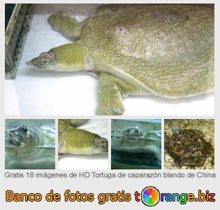 Banco de imagen tOrange ofrece fotos gratis de la sección:  tortuga-de-caparazón-blando-de-china