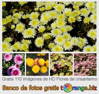 Banco de imagen tOrange ofrece fotos gratis de la sección:  flores-de-crisantemo