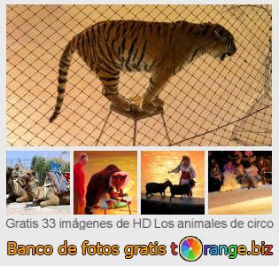Banco de imagen tOrange ofrece fotos gratis de la sección:  los-animales-de-circo