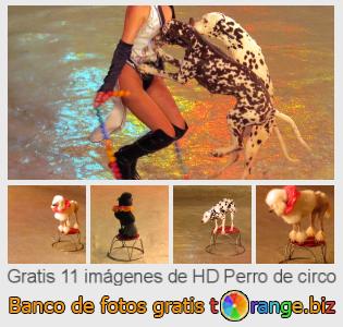 Banco de imagen tOrange ofrece fotos gratis de la sección:  perro-de-circo