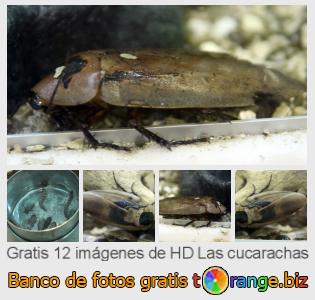 Banco de imagen tOrange ofrece fotos gratis de la sección:  las-cucarachas
