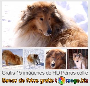 Banco de imagen tOrange ofrece fotos gratis de la sección:  perros-collie