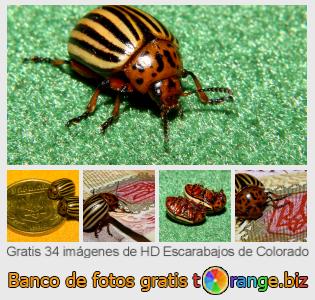 Banco de imagen tOrange ofrece fotos gratis de la sección:  escarabajos-de-colorado