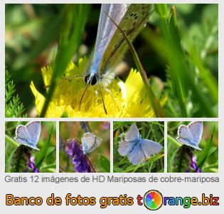 Banco de imagen tOrange ofrece fotos gratis de la sección:  mariposas-de-cobre-mariposa