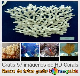 Banco de imagen tOrange ofrece fotos gratis de la sección:  corales