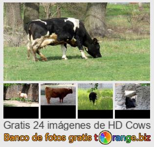 Banco de imagen tOrange ofrece fotos gratis de la sección:  vacas