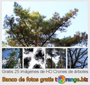 Banco de imagen tOrange ofrece fotos gratis de la sección:  crones-de-árboles