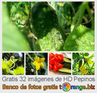 Banco de imagen tOrange ofrece fotos gratis de la sección:  pepinos