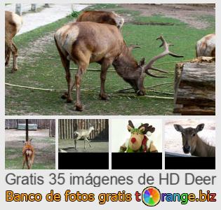 Banco de imagen tOrange ofrece fotos gratis de la sección:  ciervo