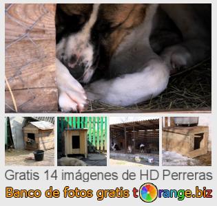 Banco de imagen tOrange ofrece fotos gratis de la sección:  perreras