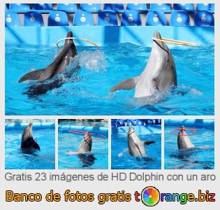 Banco de imagen tOrange ofrece fotos gratis de la sección:  dolphin-con-un-aro