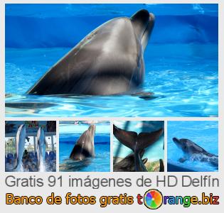 Banco de imagen tOrange ofrece fotos gratis de la sección:  delfín