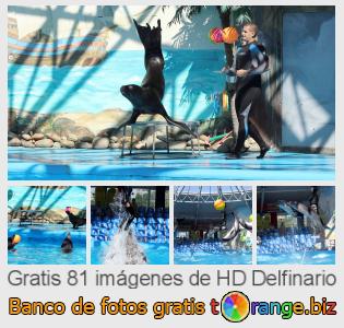 Banco de imagen tOrange ofrece fotos gratis de la sección:  delfinario