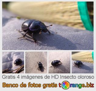 Banco de imagen tOrange ofrece fotos gratis de la sección:  insecto-oloroso