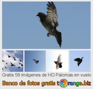 Banco de imagen tOrange ofrece fotos gratis de la sección:  palomas-en-vuelo