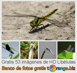 Banco de imagen tOrange ofrece fotos gratis de la sección:  libélulas