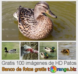 Banco de imagen tOrange ofrece fotos gratis de la sección:  patos
