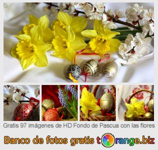 Banco de imagen tOrange ofrece fotos gratis de la sección:  fondo-de-pascua-con-las-flores