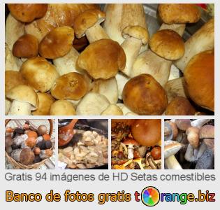 Banco de imagen tOrange ofrece fotos gratis de la sección:  setas-comestibles