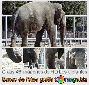 Banco de imagen tOrange ofrece fotos gratis de la sección:  los-elefantes