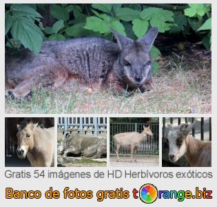 Banco de imagen tOrange ofrece fotos gratis de la sección:  herbívoros-exóticos