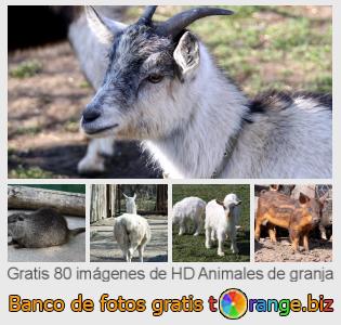 Banco de imagen tOrange ofrece fotos gratis de la sección:  animales-de-granja