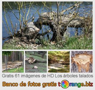 Banco de imagen tOrange ofrece fotos gratis de la sección:  los-árboles-talados