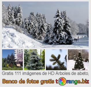 Banco de imagen tOrange ofrece fotos gratis de la sección:  árboles-de-abeto