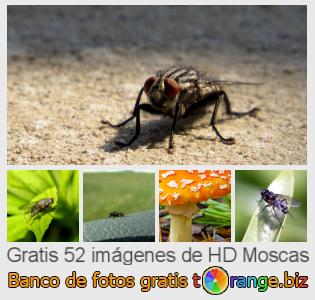 Banco de imagen tOrange ofrece fotos gratis de la sección:  moscas