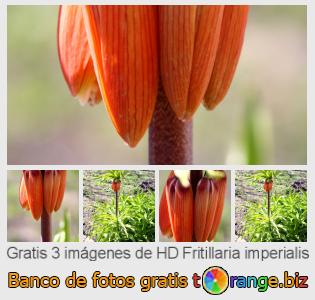 Banco de imagen tOrange ofrece fotos gratis de la sección:  fritillaria-imperialis