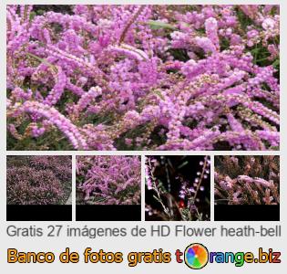 Banco de imagen tOrange ofrece fotos gratis de la sección:  flor-de-brezo-campana
